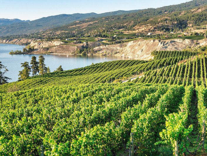 vineyard